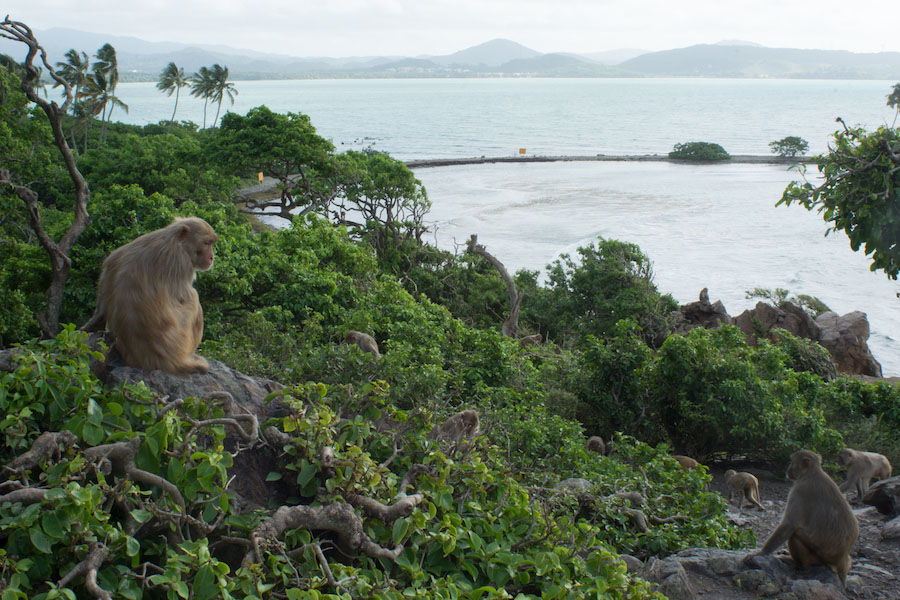 photo monkeys in island