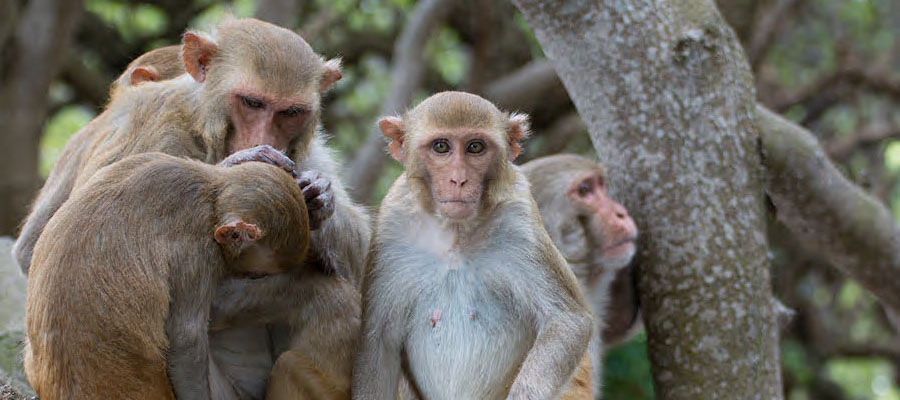 photo of monkeys