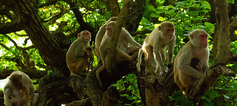 photo monkeys on a tree